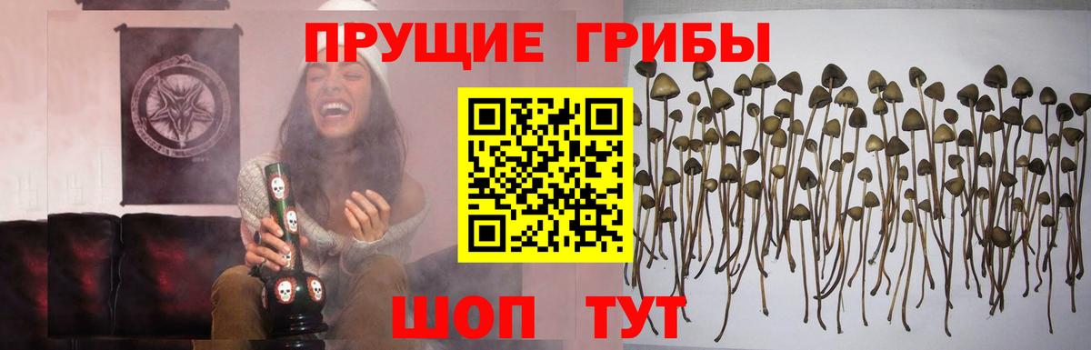 Энгельс  где продают   Галлюциногенные грибы Cubensis  Вход с VPN  Галлюциногенные грибы Psilocybe 